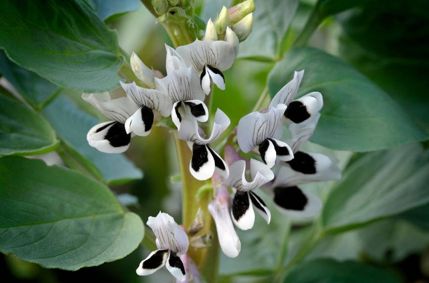 Broad bean flowers